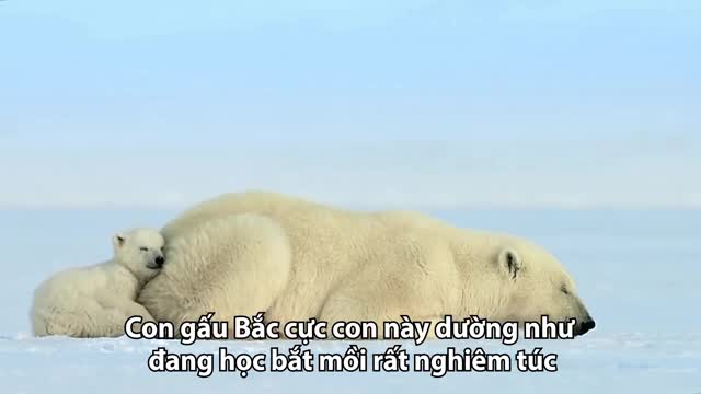Mải nghịch tuyết, gấu Bắc cực con bị hải cẩu dọa ngã ngửa
