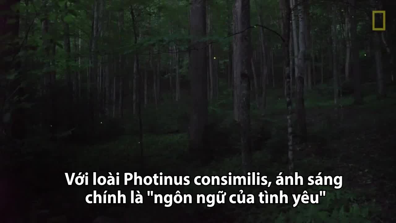 Ngôn ngữ tình yêu của đom đóm vào mùa giao phối