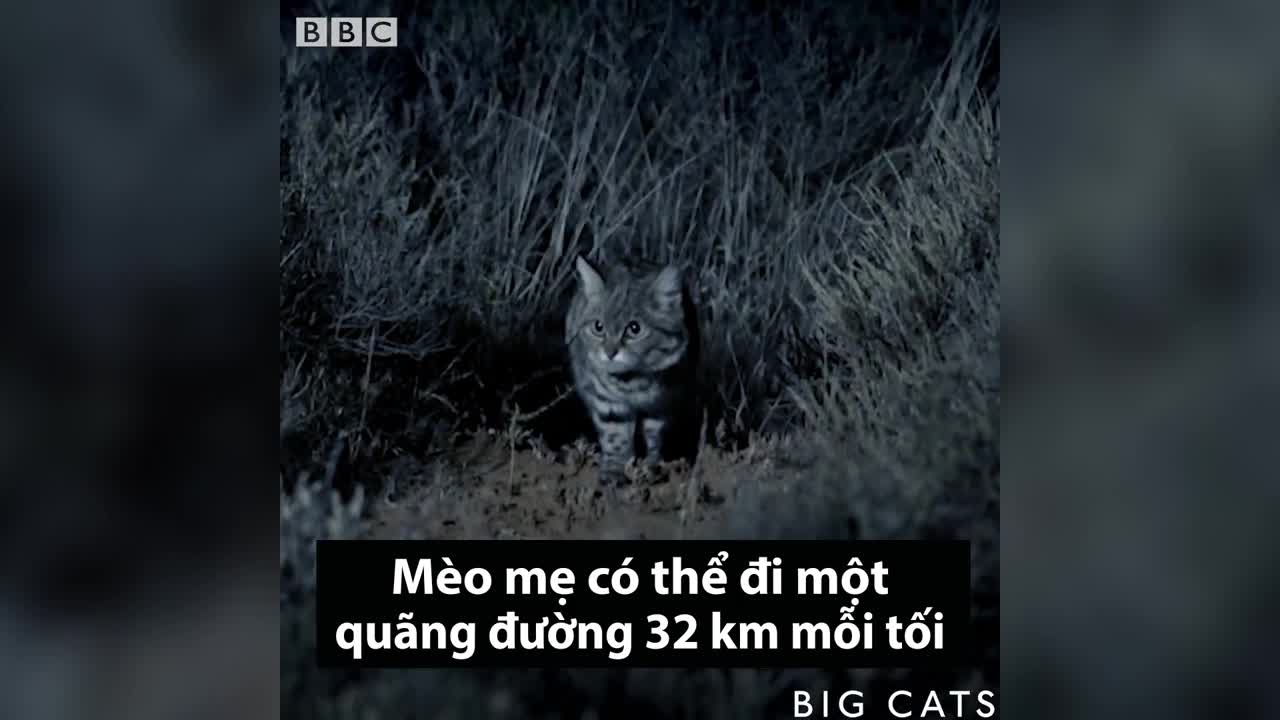 Kỹ năng săn mồi của loài mèo sát thủ