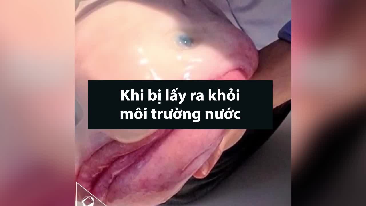 Những sinh vật kỳ dị nhất dưới đáy biển sâu