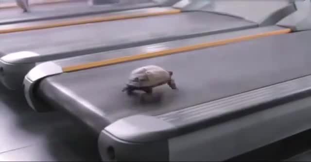 Ninja rùa là có thật!