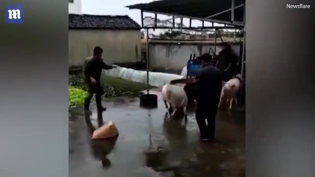 Lợn xông vào đánh người để cứu đồng loại sắp bị thịt