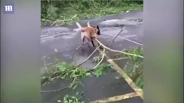 Chó cực khôn miệt mài làm việc giúp chủ dọn cây đổ sau siêu bão