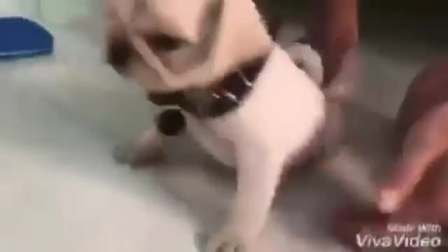 Chú chó lầy lội ngủ quên trời đất