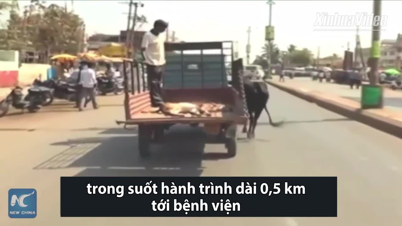 Bò mẹ đuổi theo xe tải chở con tới bệnh viện