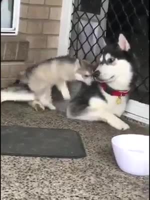 Chú chó con này nghịch quá