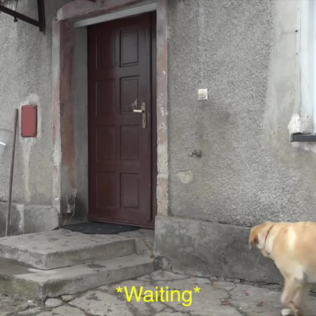 Chú chó này quá thông minh