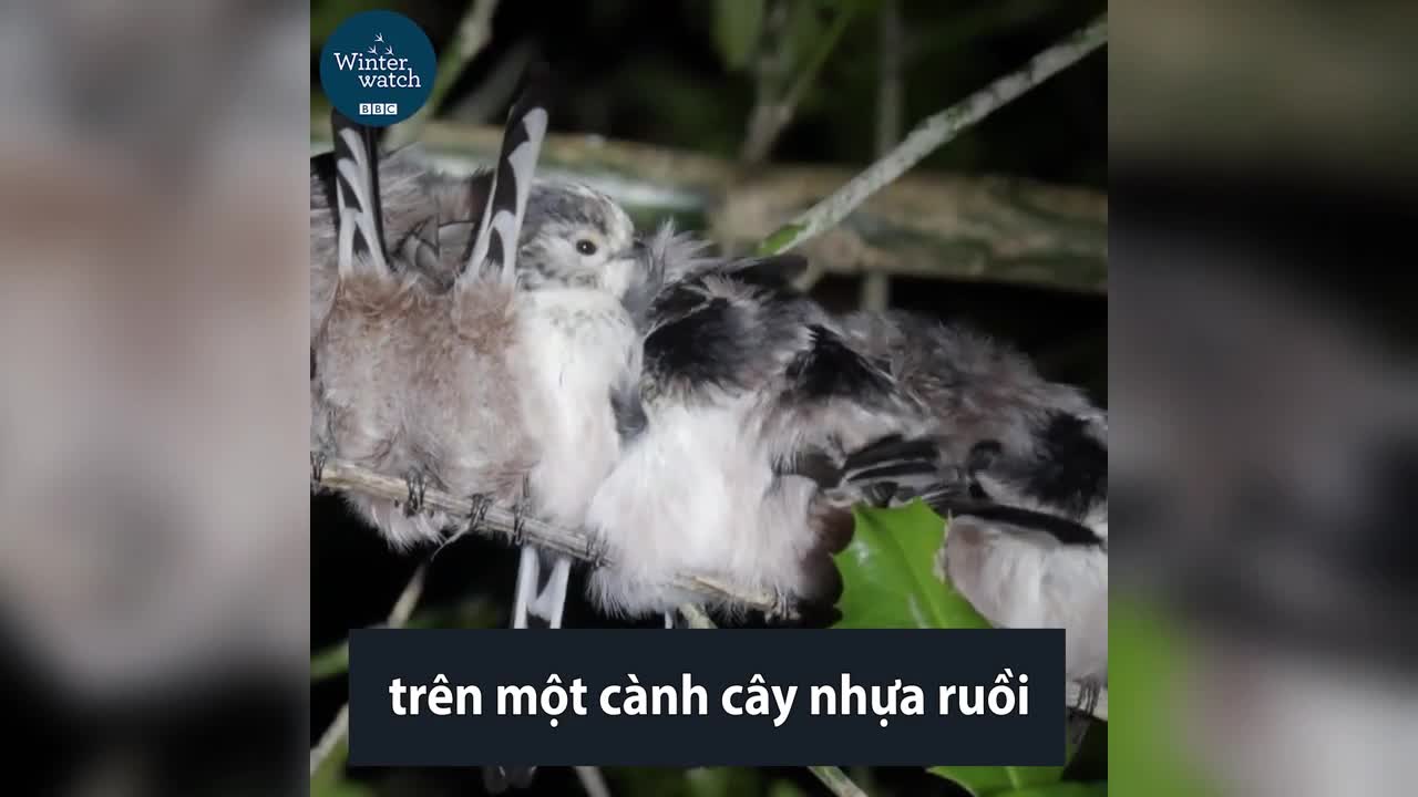 Gia đình chim sẻ rúc vào nhau giữ ấm trong đêm đông