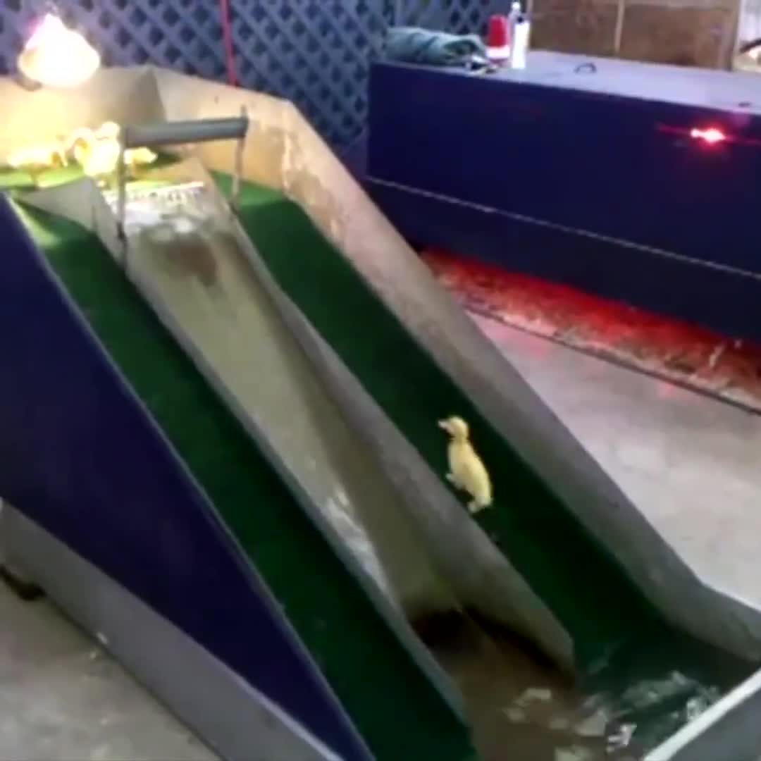 Thú vui tao nhã ghê cơ
