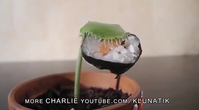 Cười rung rốn với những màn trêu cây săn mồi
