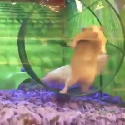 Người bạn này thật sung sức