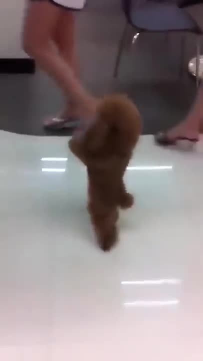 Bé Cún Xù đi bằng 2 chân và nhảy gangnam style cực kì dễ thương