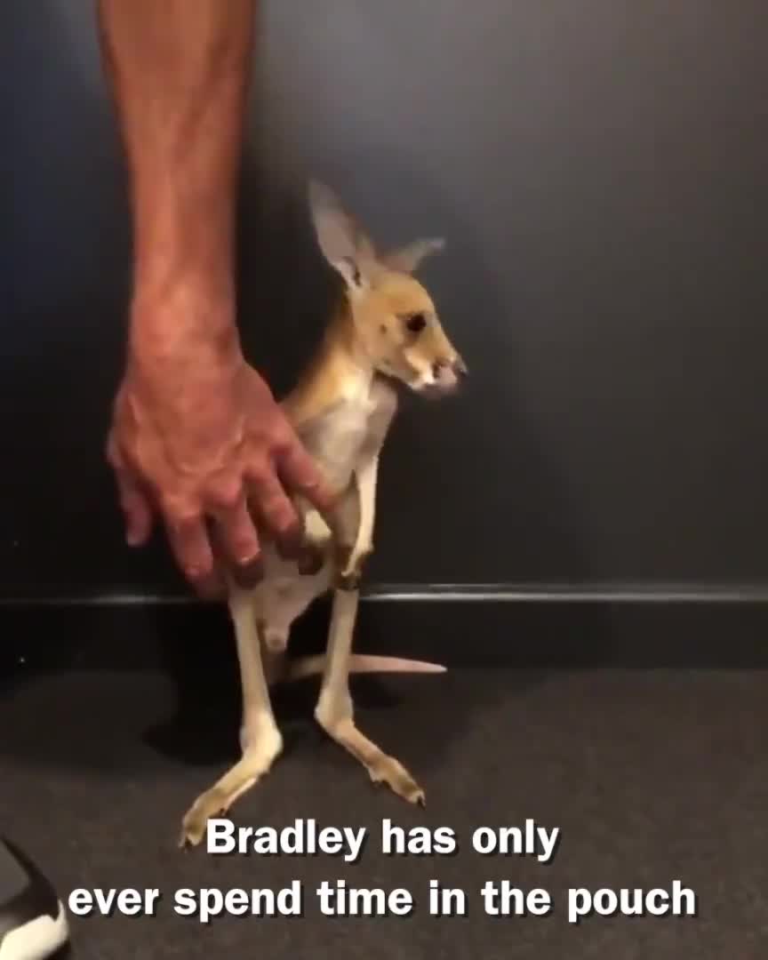 Chú kangaroo bé bỏng này thật đáng yêu
