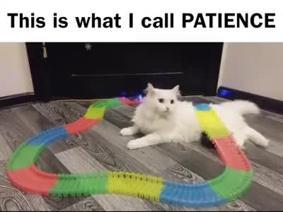 Chú mèo kiên nhẫn nhất quả đất