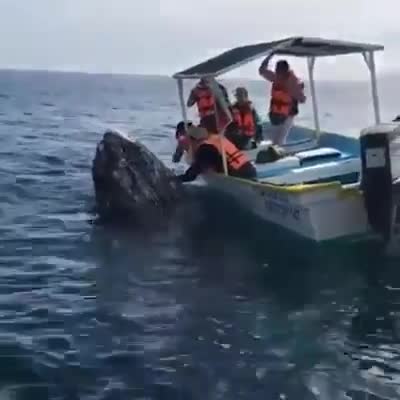Cá voi con hôn những người khách thân thiện