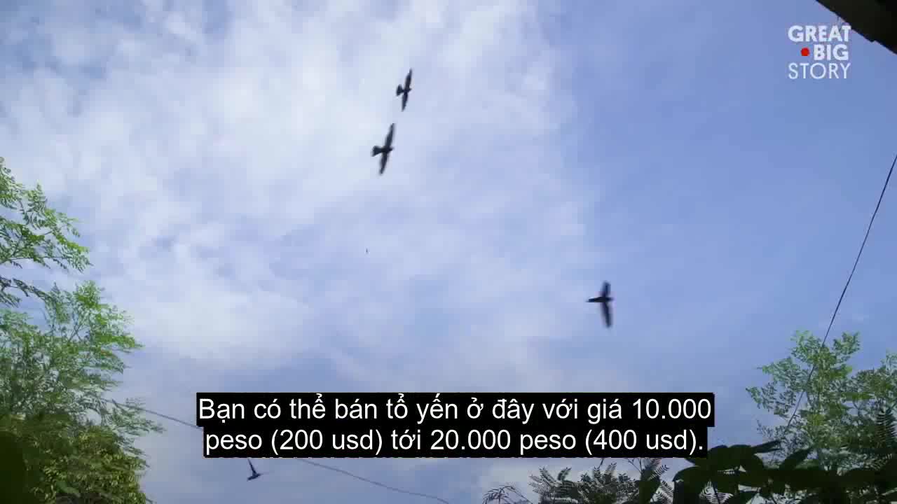 Người sống chung với 80.000 con chim yến ở Philippines