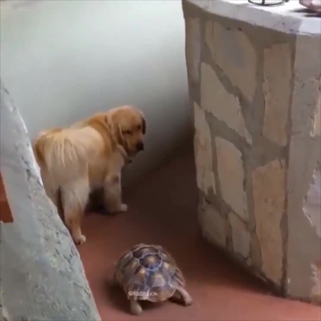 Chú chó thật là kiên nhẫn