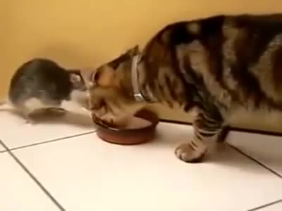 Con mèo hiền nhất thế giới để cả chuột giành phần ăn