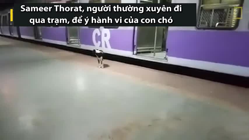 Chó đứng đợi tàu mỗi đêm nghi để tìm chủ