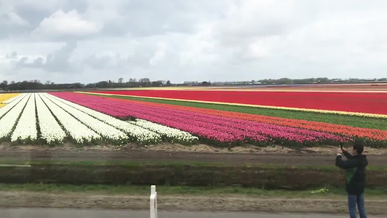 Cánh đồng hoa Tulip tuyệt đẹp Hà Lan