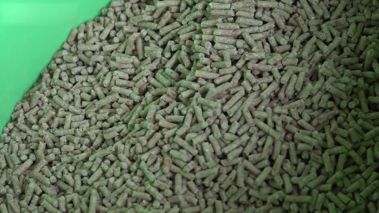 Hơn 1000 con cá chép tranh nhau bú bình ở Khánh Hòa.