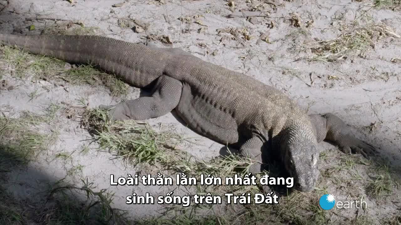 Nguồn gốc tên gọi của rồng Komodo