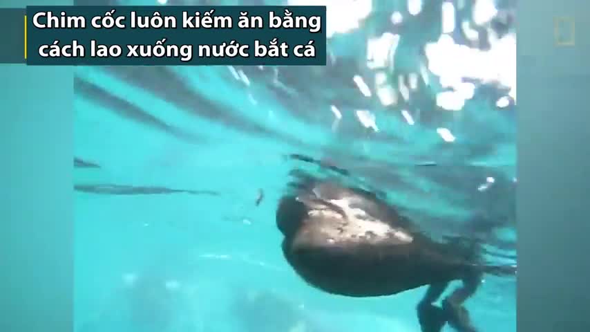 Chim cốc lao xuống biển giật mồi trên mình cá mập voi