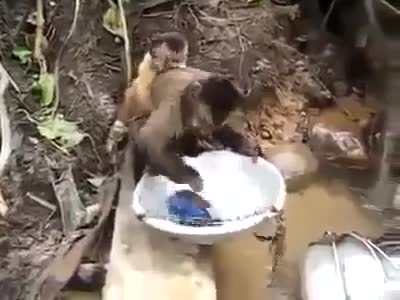 Cười vỡ bụng với chú khỉ rửa bát