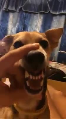 Troll chó là cả 1 nghệ thuật