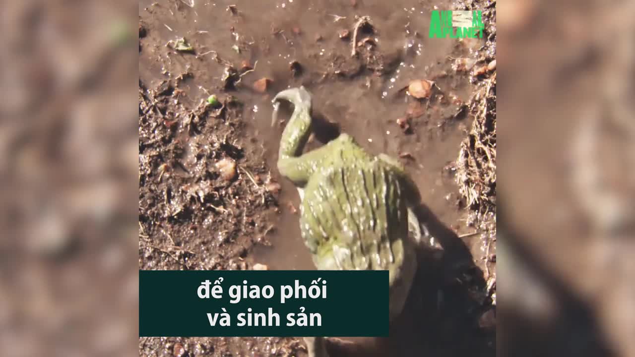 Cuộc chiến giành quyền giao phối ở loài ếch lớn nhất thế giới