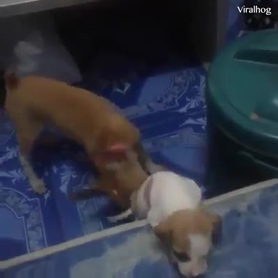 Chú chó đã can thiệp kịp thời