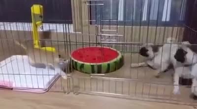 'Ma cũ bắt nạt ma mới' và cái kết không thể ngờ