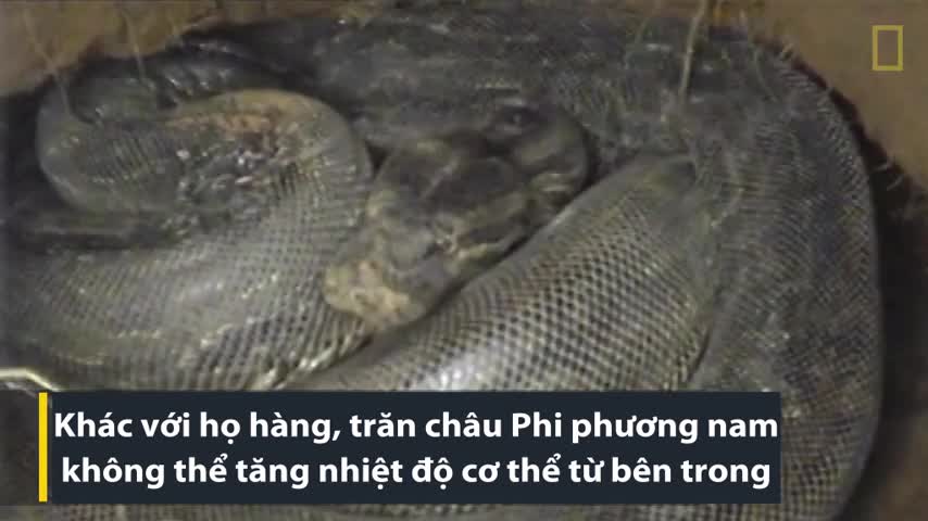 Trăn mẹ biến cơ thể thành lò sưởi ấp con non