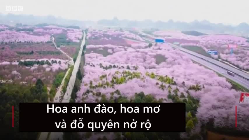 Những vạt hoa đào, mơ và đỗ quyên bạt ngàn ở Trung Quốc