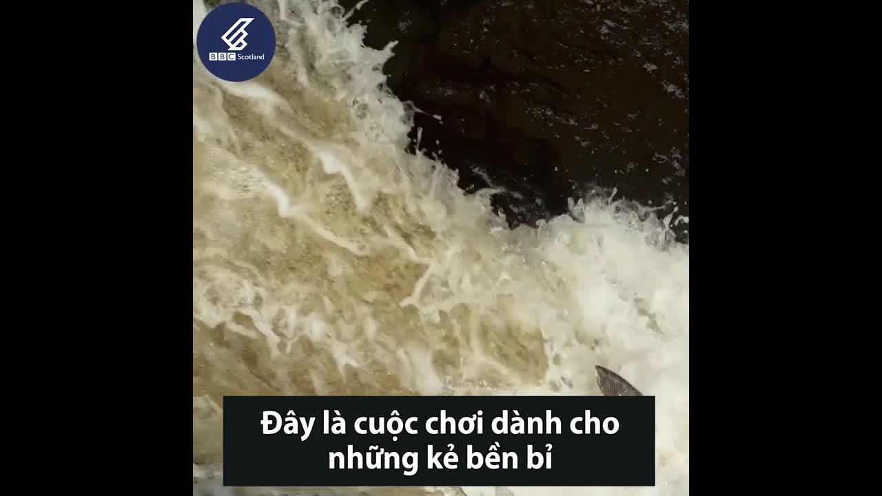 Hành trình vượt thác của cá hồi Đại Tây Dương