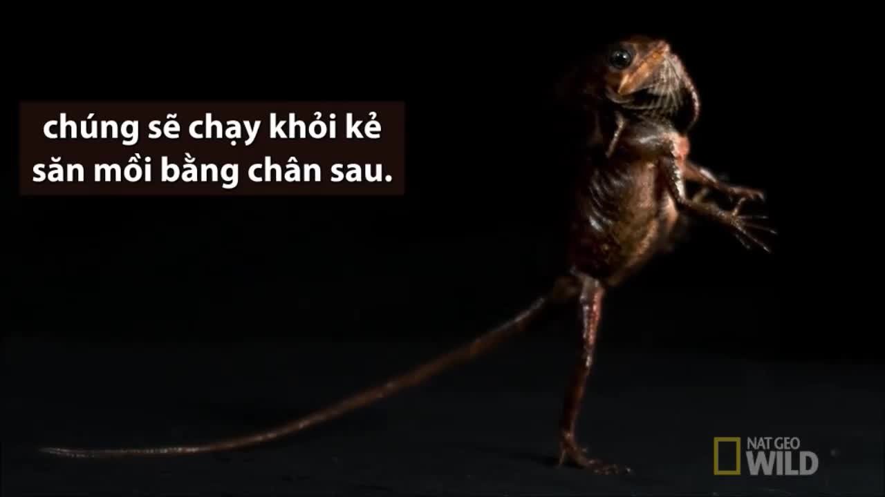 Loài cự đà chạy bằng hai chân như người