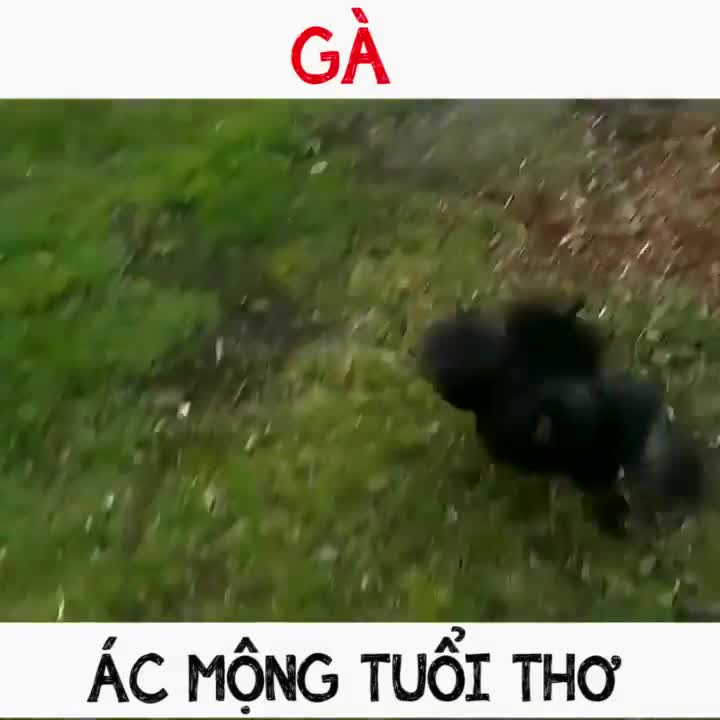 Gà, ác mộng tuổi thơ