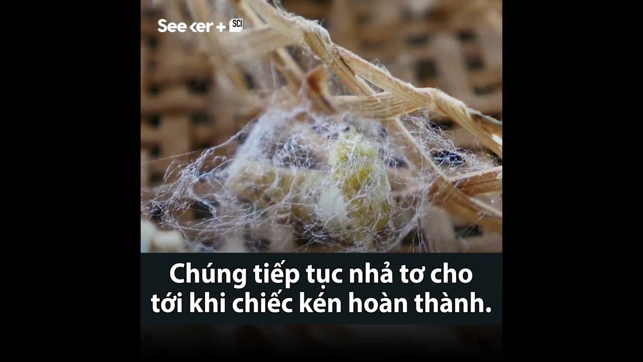Cách tơ tằm được tạo ra