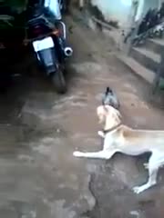 Chó ôm hận vì Gà quá lỳ