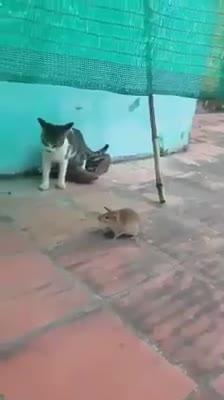 Chú chuột cực bá đạo khi hiên ngang đối đầu với 2 anh mèo