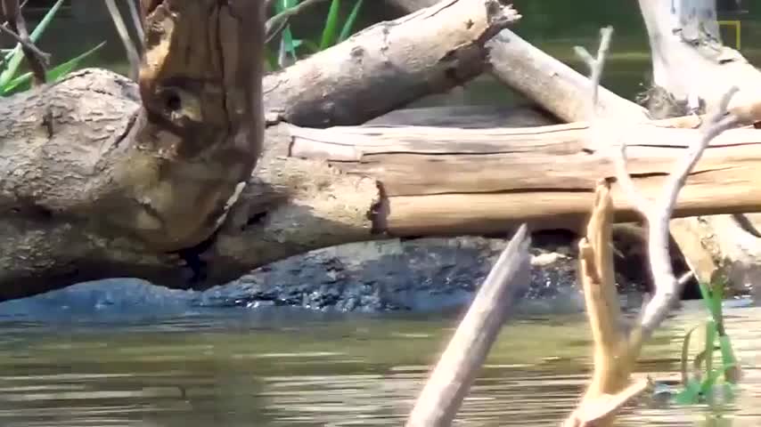 Báo đốm đói mồi bị rái cá đuổi khỏi khúc sông