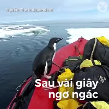 Chim cánh cụt háu ăn