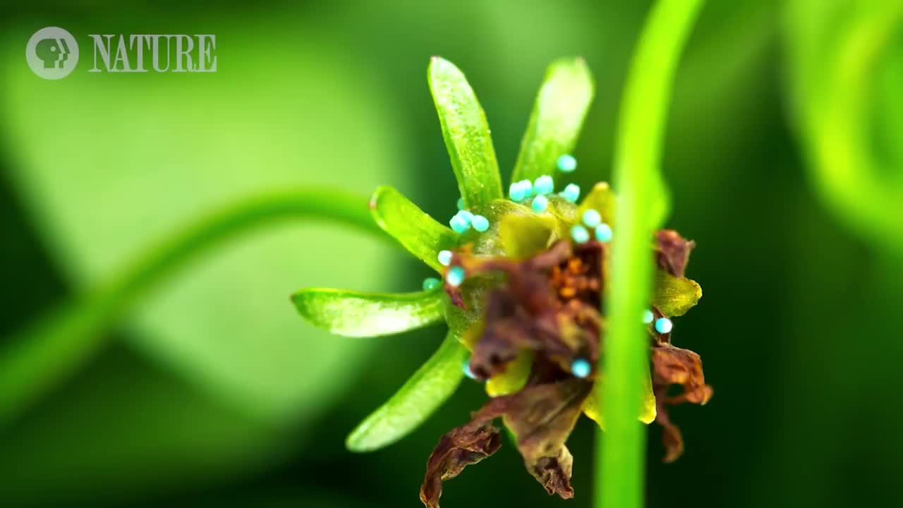 Sâu bướm nở từ quả trứng nhỏ hơn hạt gạo