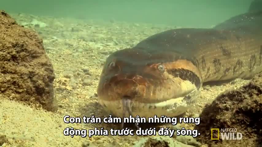 Trăn anaconda săn cá sấu trên sông Brazil