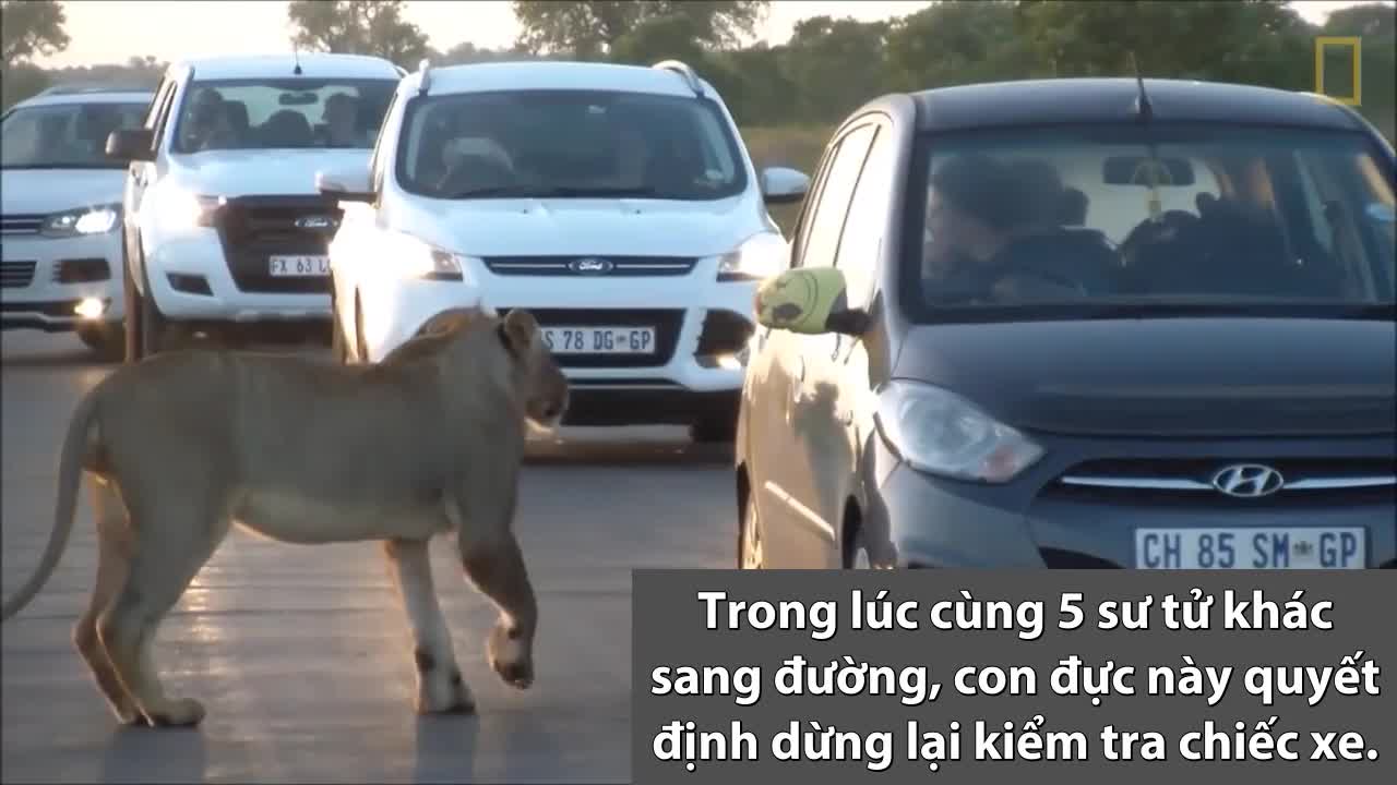 Sư tử đực chặn đường, cắn cửa xe