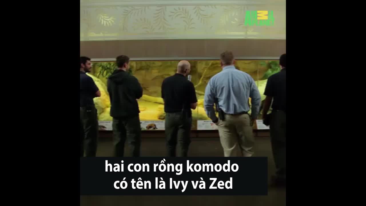 Cuộc 'hẹn hò' biến thành hỗn chiến của rồng komodo