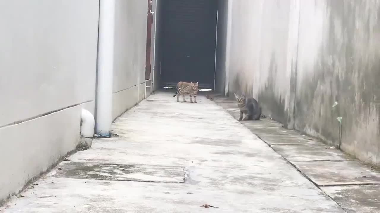 Khinh công siêu đẳng của mèo