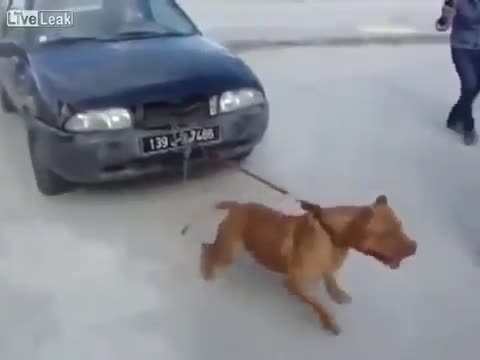 Chú cún Pitbull kéo cả chiếc ô tô con như lực sĩ