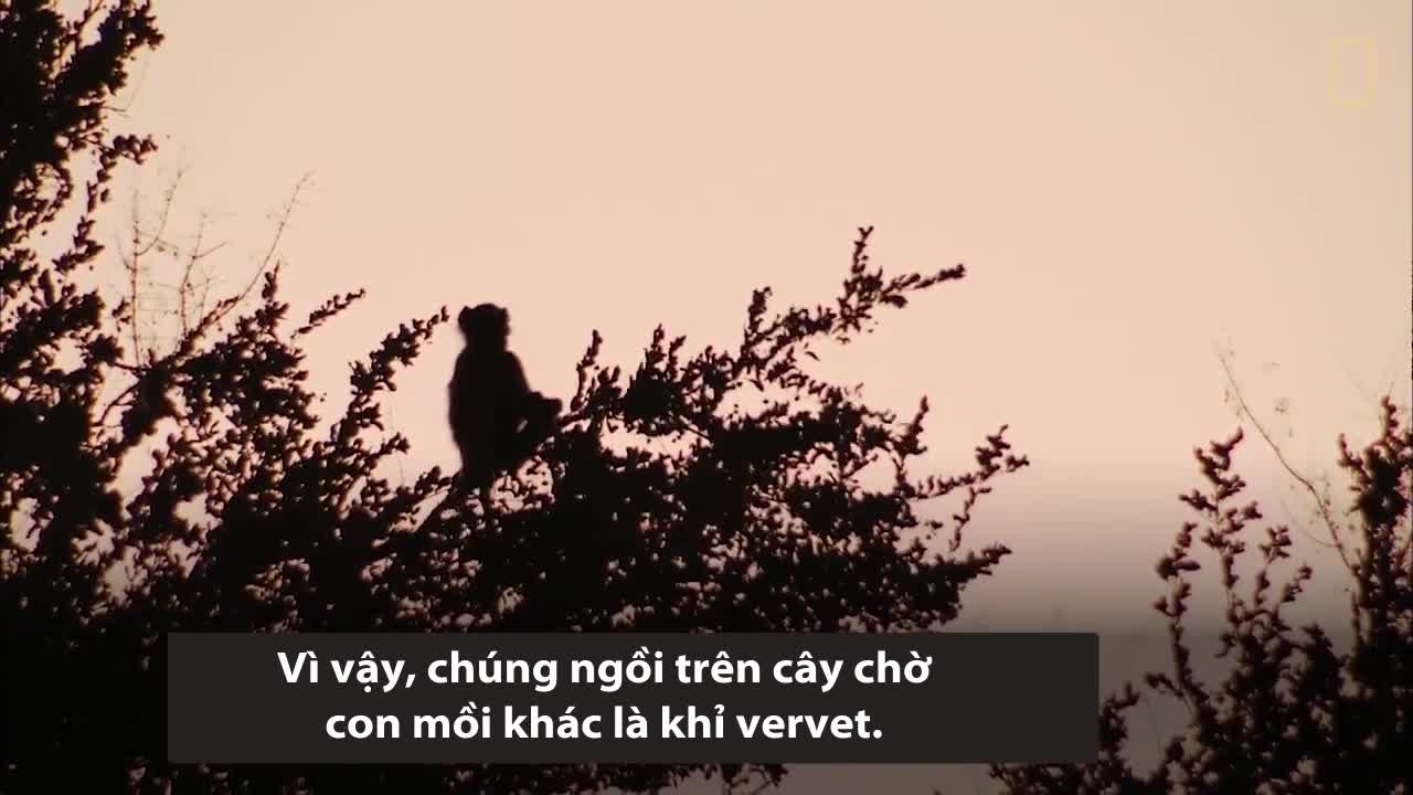Cú vồ giúp báo hoa mai bắt gọn khỉ trên ngọn cây