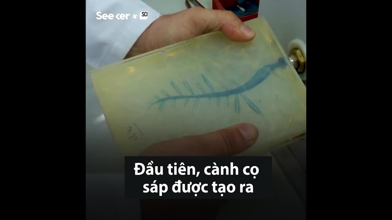 Quy trình sản xuất Cành cọ vàng Cannes